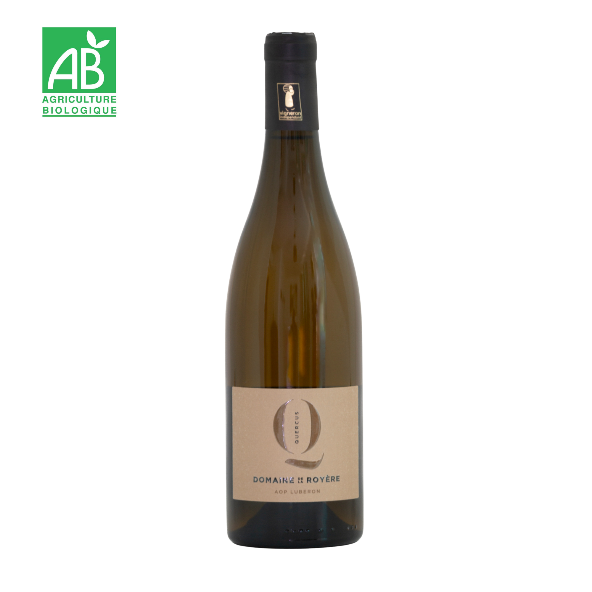 Quercus blanc 2024